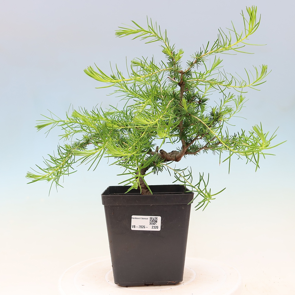Bonsai da esterno -Larix decidua - Larice