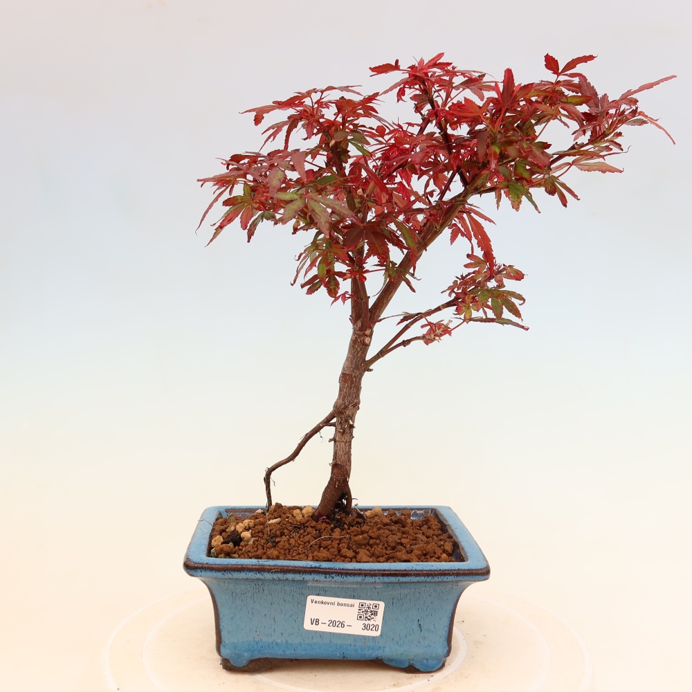 Bonsai da esterno - Acero palmatum - Acer palmatum Berry Broom 