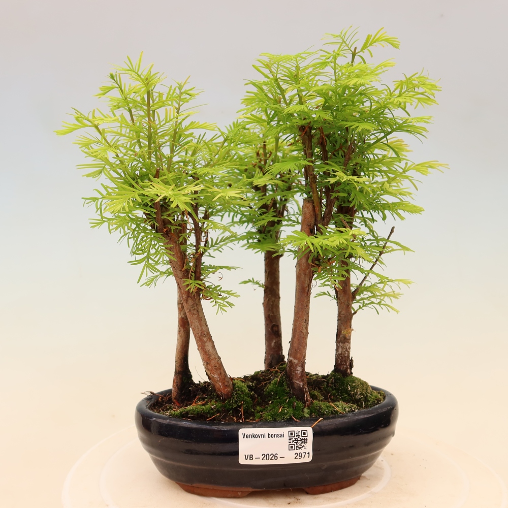 Bonsai da esterno - Metasequoia glyptostroboides - Metasequoia cinese - boschetto