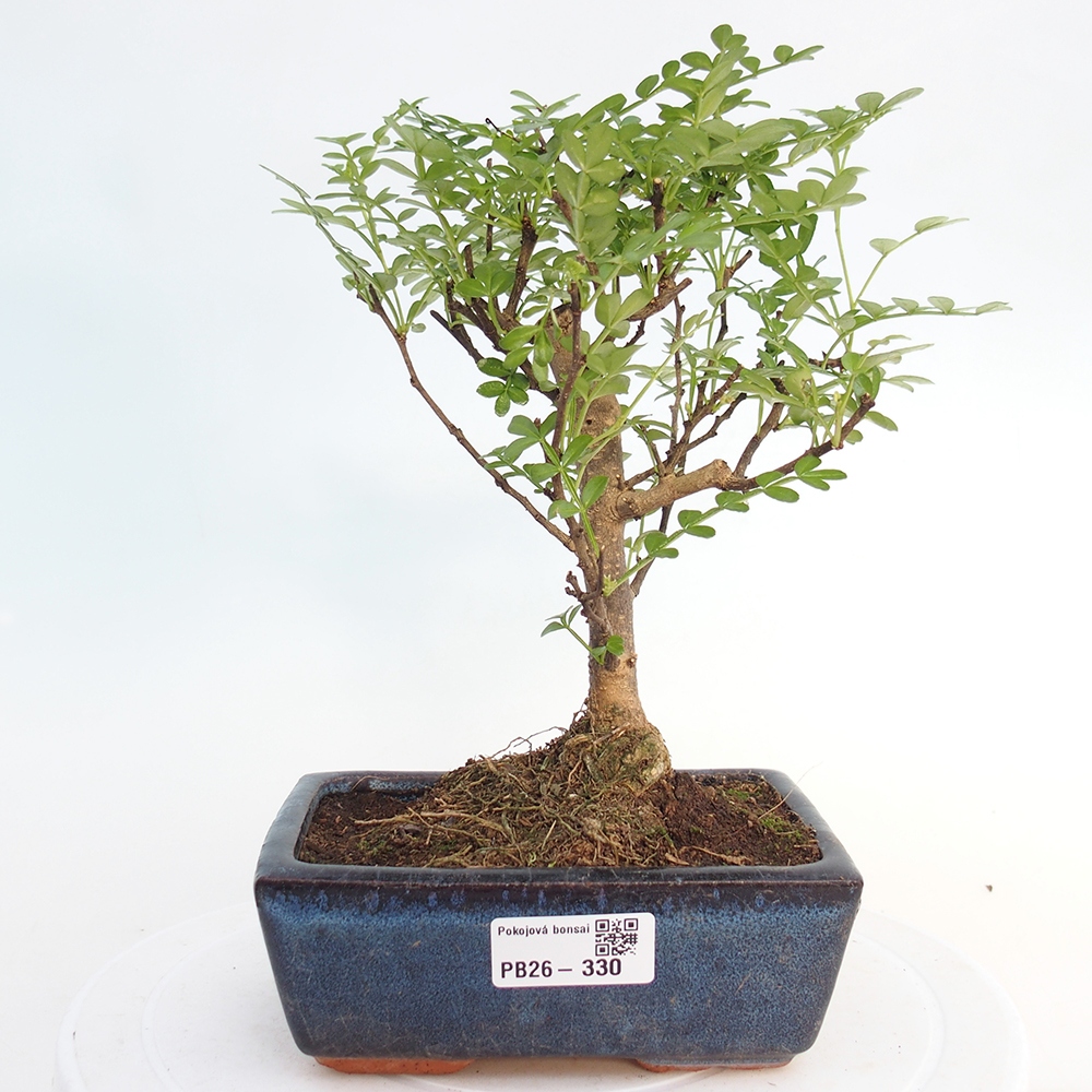 Camera bonsai - Zantoxylum piperitum - albero del pepe
