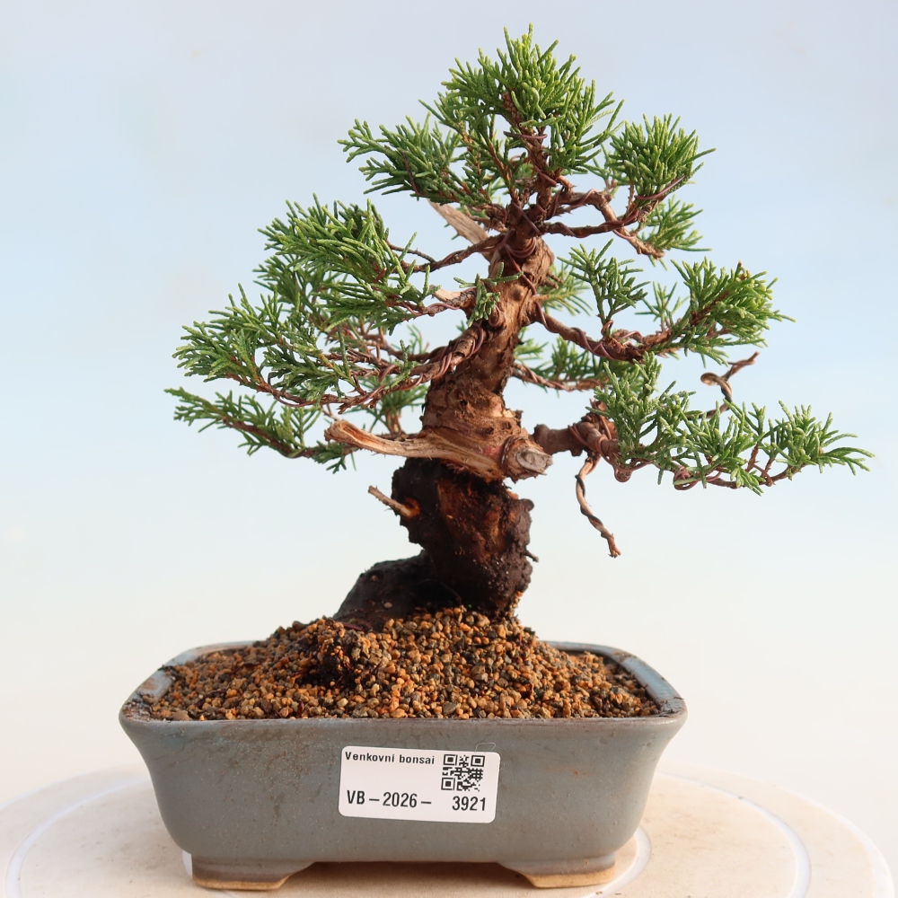 Bonsai da esterno - Juniperus chinensis Itoigawa