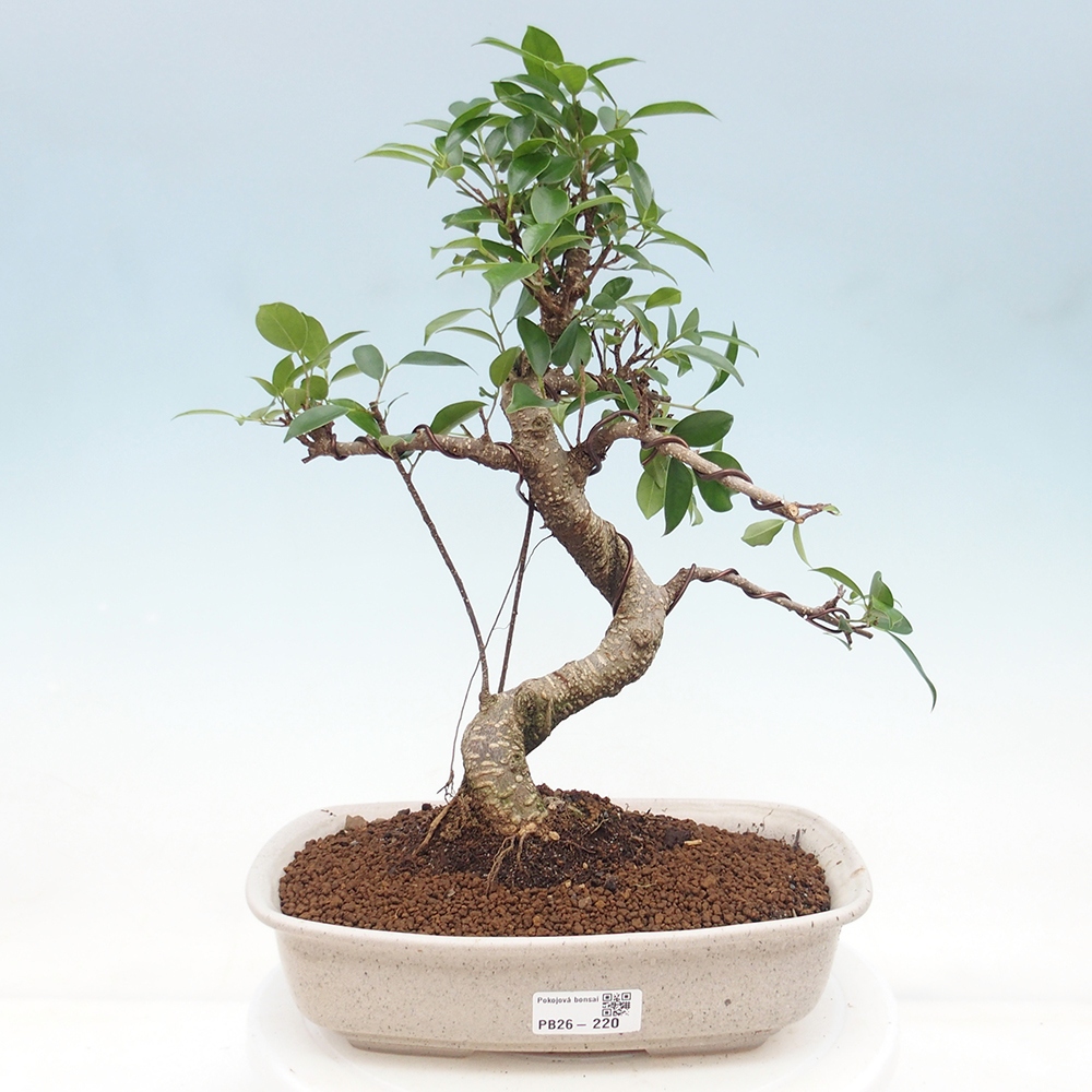 Camera bonsai - Ficus retusa - ficus a foglie piccole