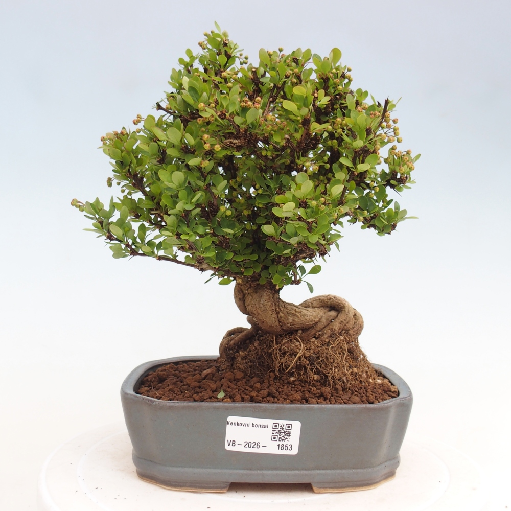 Bonsai da esterno - Berberis coreana