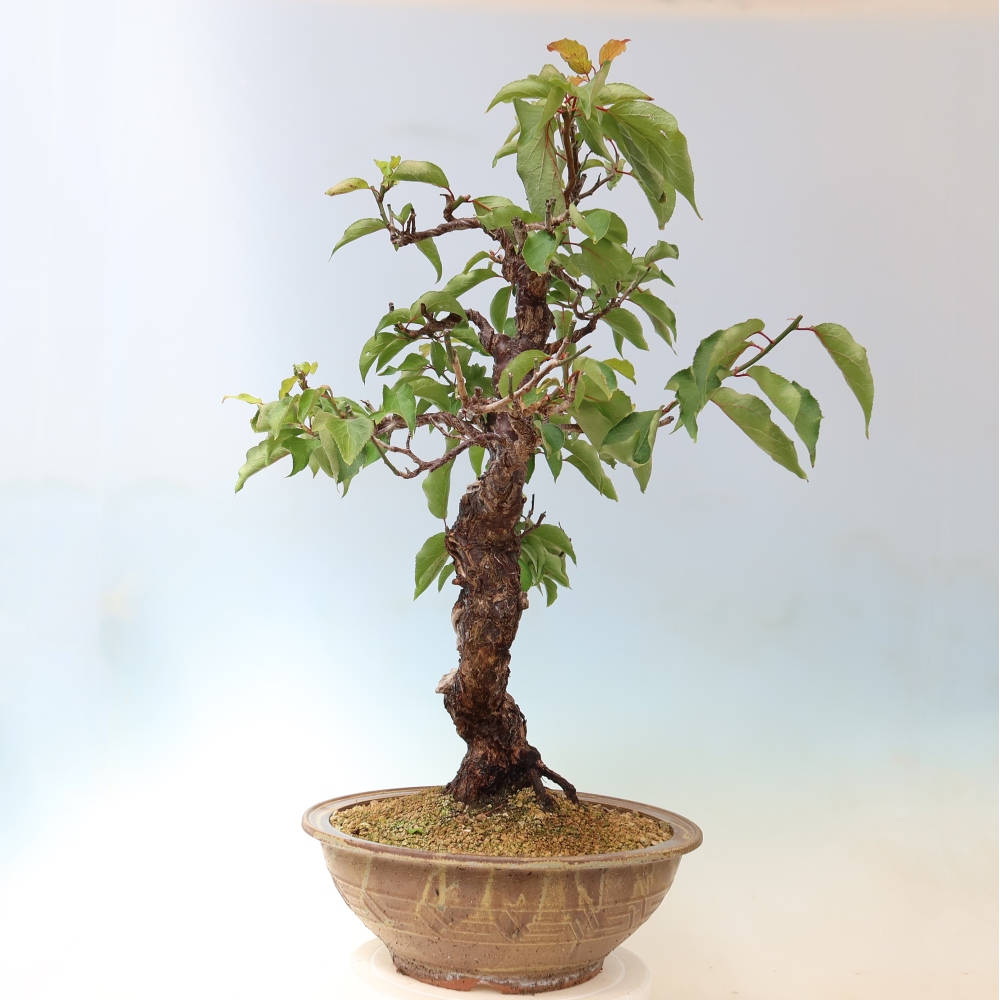 Bonsai da esterno - Albicocco giapponese - Prunus Mume