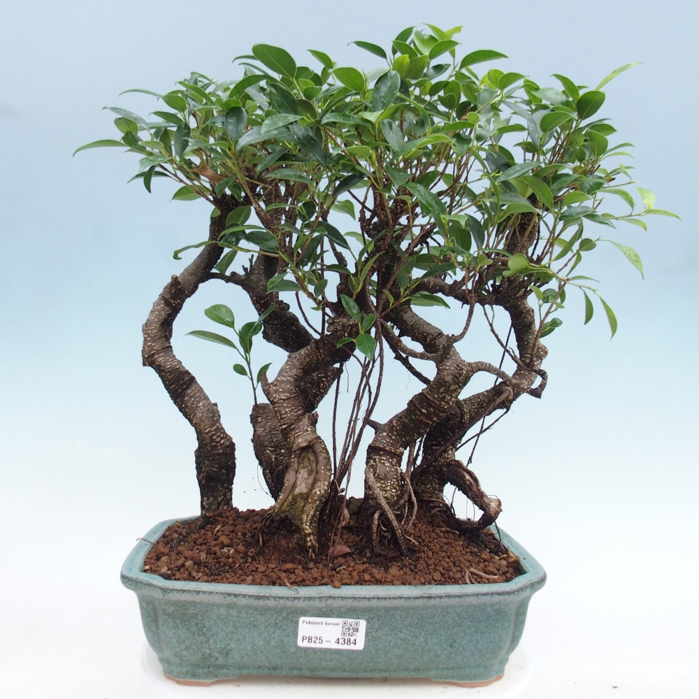 Camera bonsai - Ficus kimmen - ficus a foglie piccole