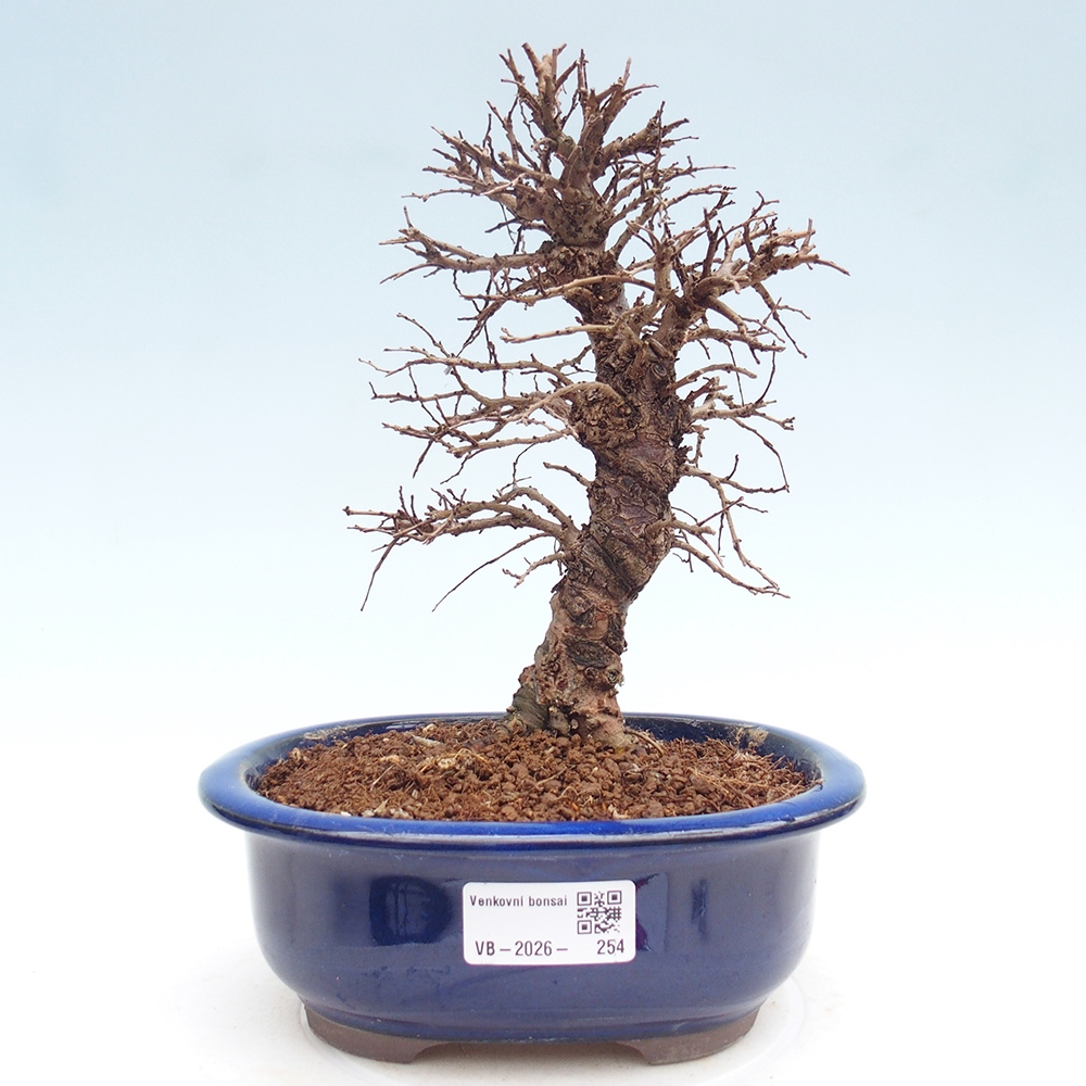 Bonsai da esterno - Zelkova - Zelkova NIRE