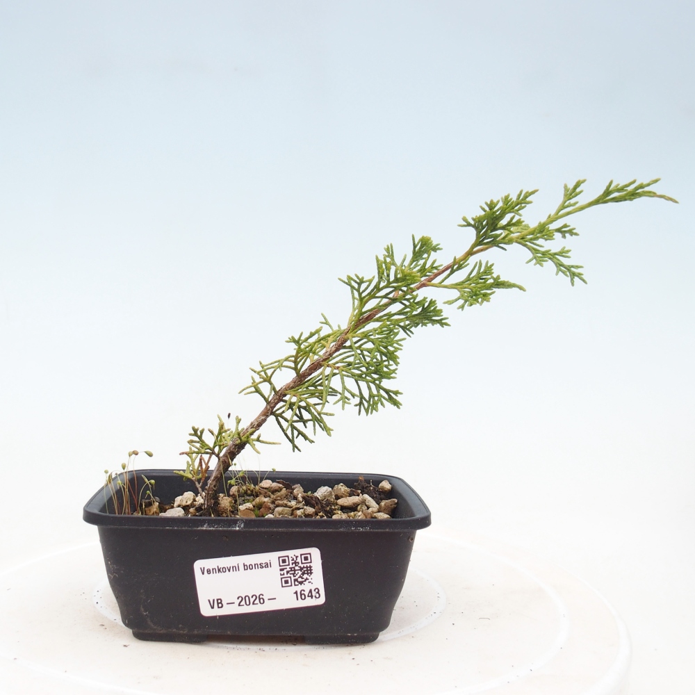 Bonsai da esterno - Juniperus chinensis Itoigawa