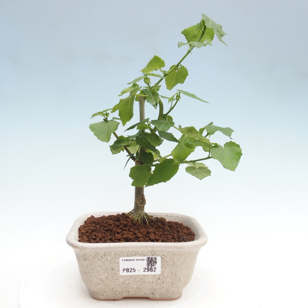 Bonsai da interno - Malvaviscus arboreus