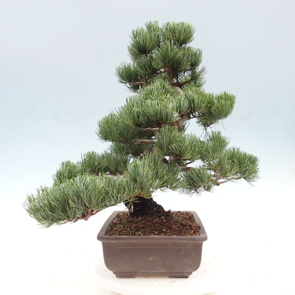 Bonsai da esterno - Pinus parviflora - Pinus parviflora