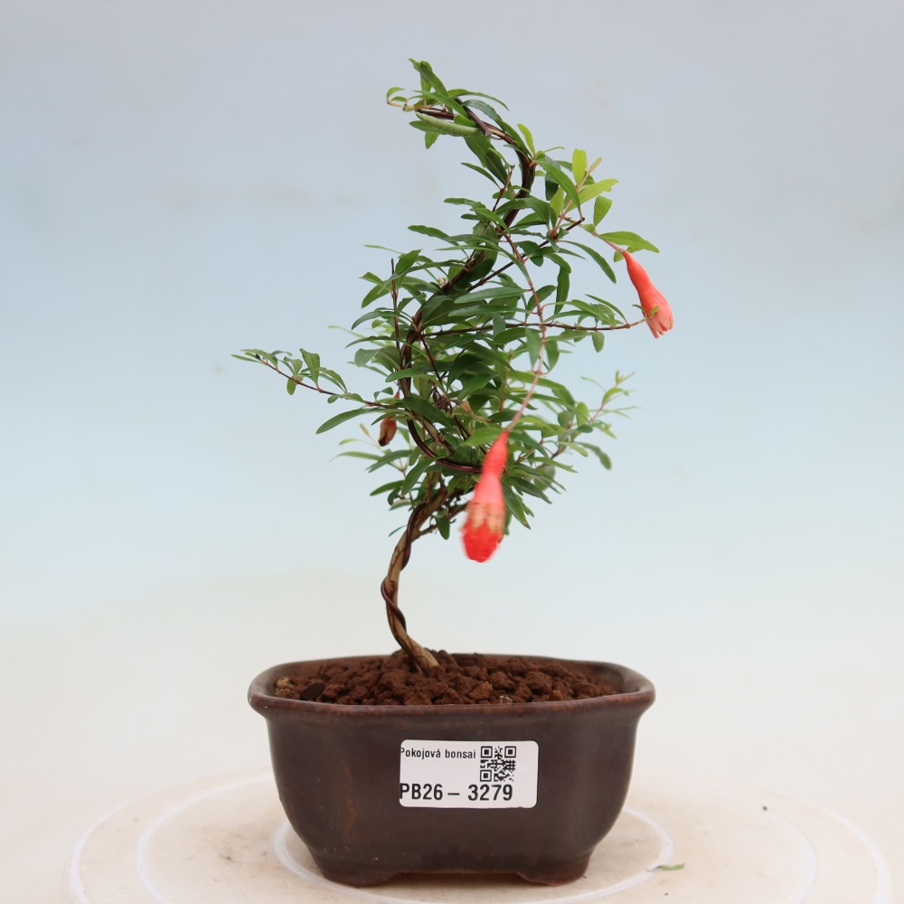 Camera bonsai-PUNICA granatum nana-Mela granata