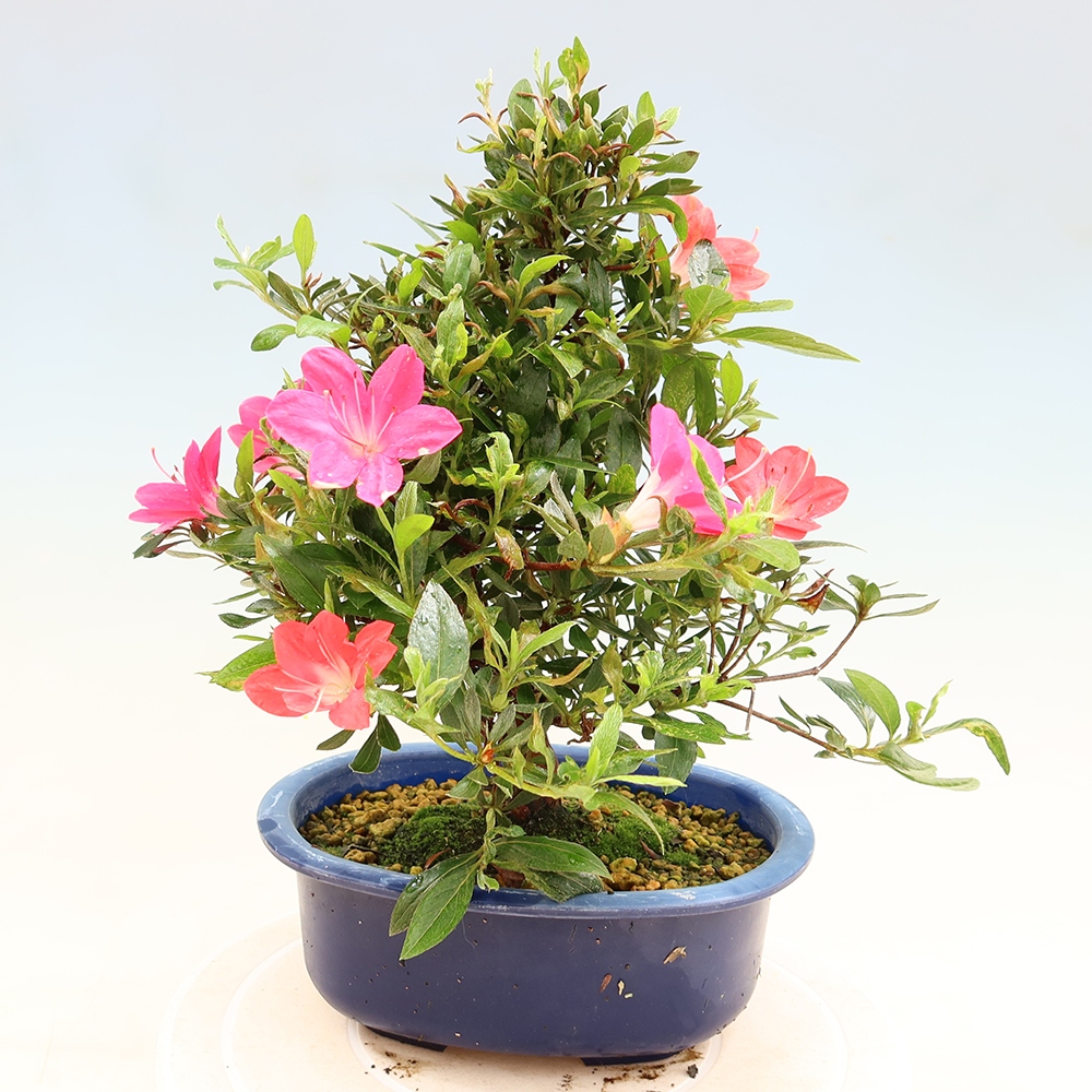 Bonsai da esterno - Azalea giapponese - Azalea Beniko