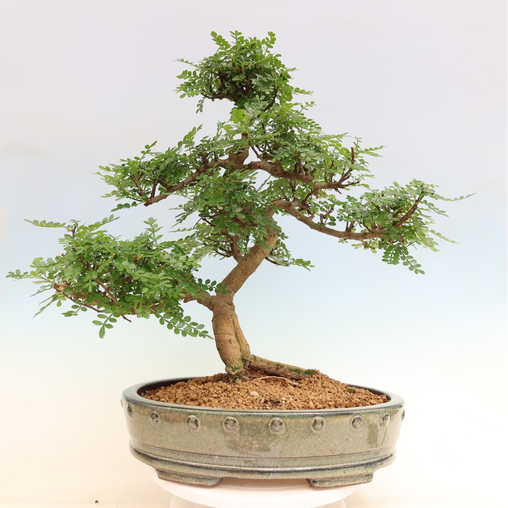 Camera bonsai - Zantoxylum piperitum - albero del pepe