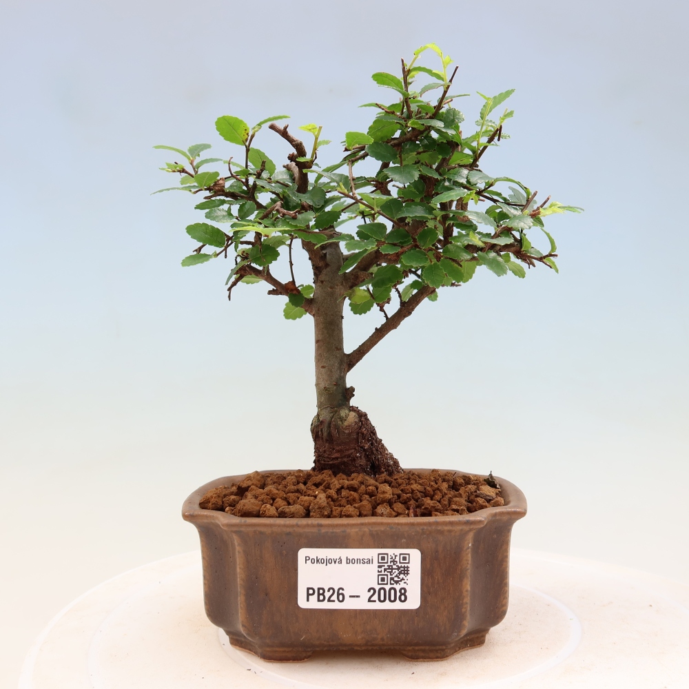 Camera bonsai - Ulmus parvifolia - Olmo a foglie piccole