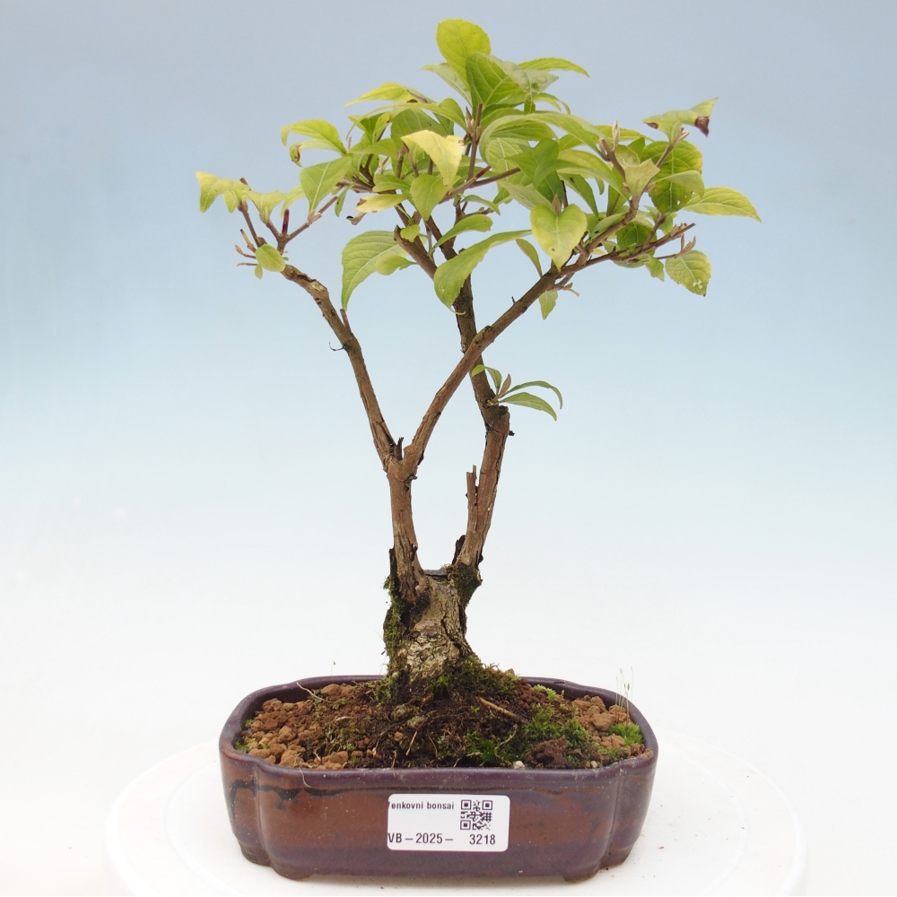 Bonsai da esterno - Callicarpa japonica