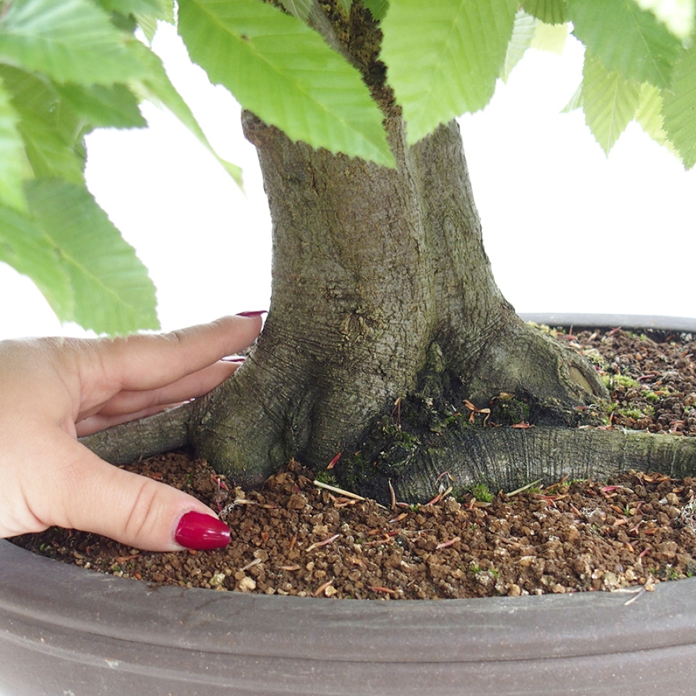 Bonsai da esterno - Carpino - Carpinus betulus