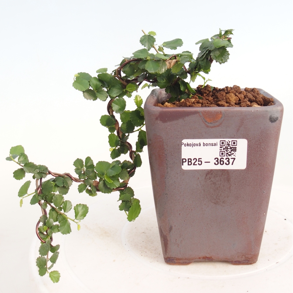 Camera bonsai - Grewia sp. - Grewia malafolia