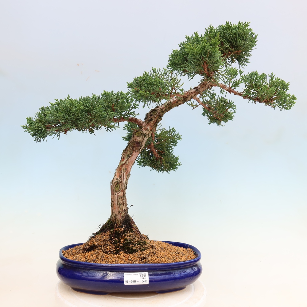 Bonsai da esterno - Juniperus chinensis Kishu