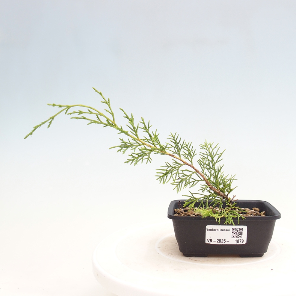 Bonsai da esterno - Juniperus chinensis Itoigawa