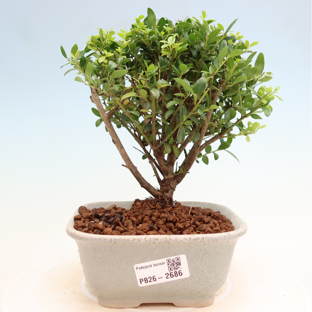 Camera bonsai - Ilex crenata - Agrifoglio
