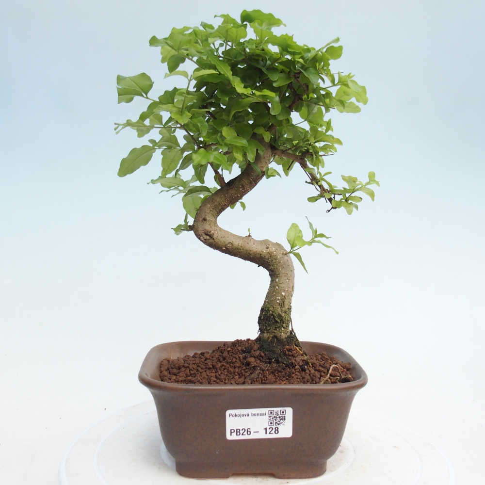 Camera bonsai -Ligustrum chinensis - Becco d'uccello