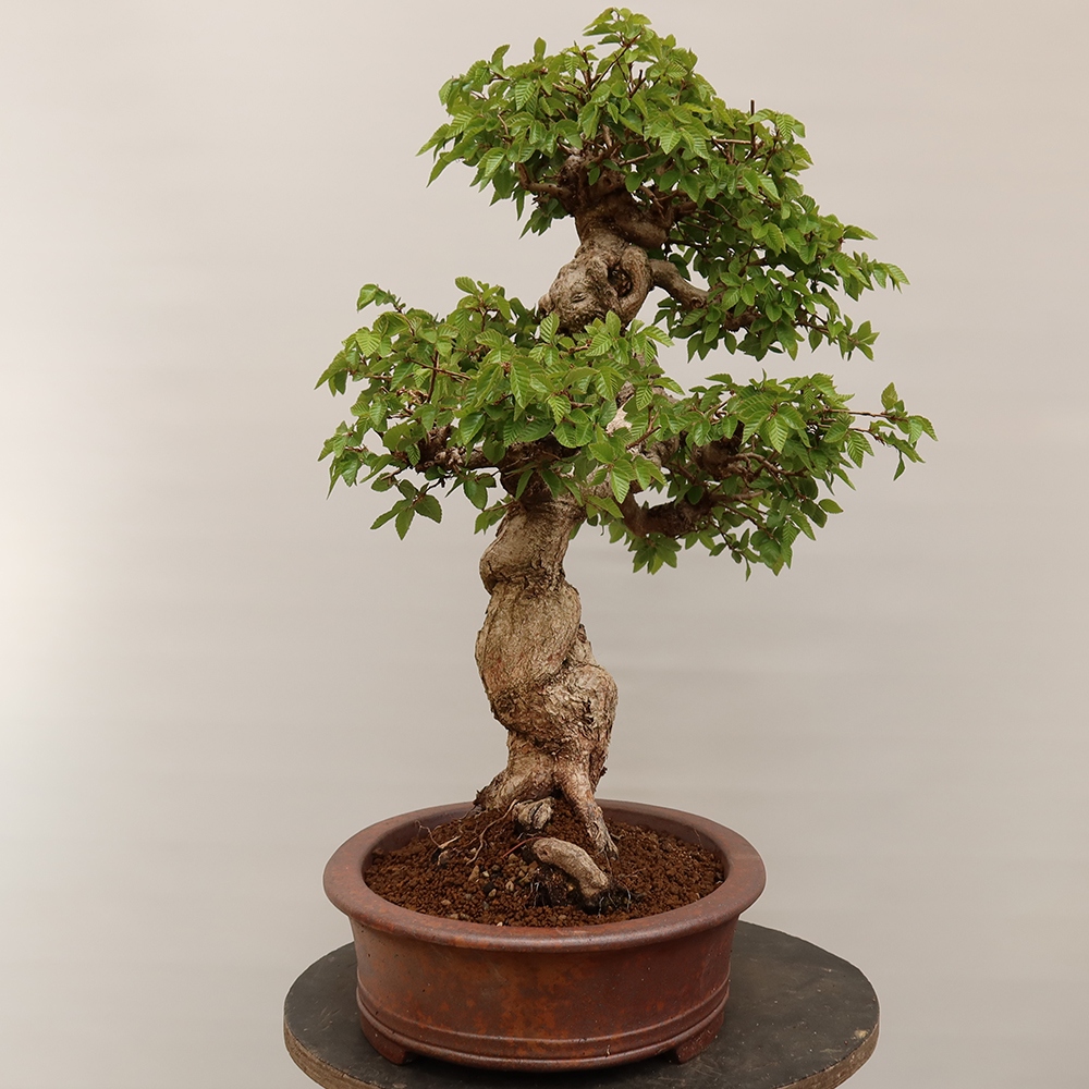 Bonsai da esterno -Carpinus Coreana - Carpino coreano