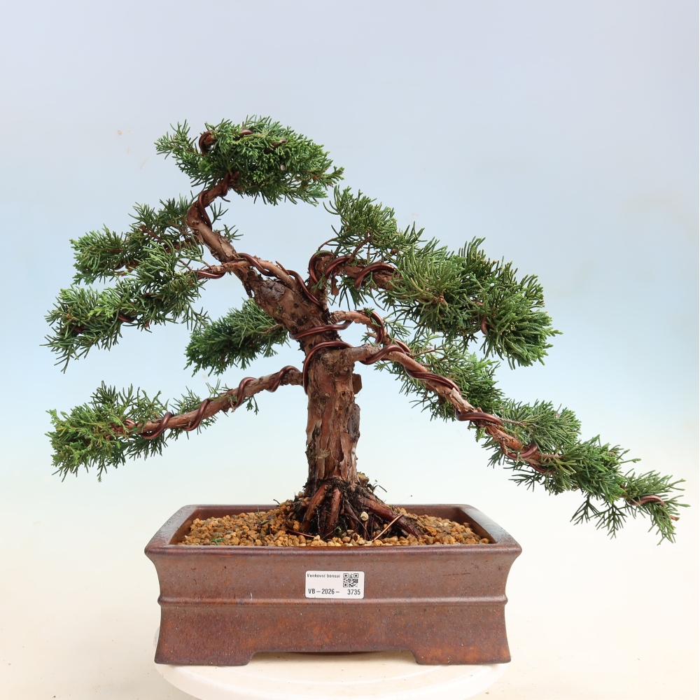 Bonsai da esterno - Juniperus chinensis Kishu