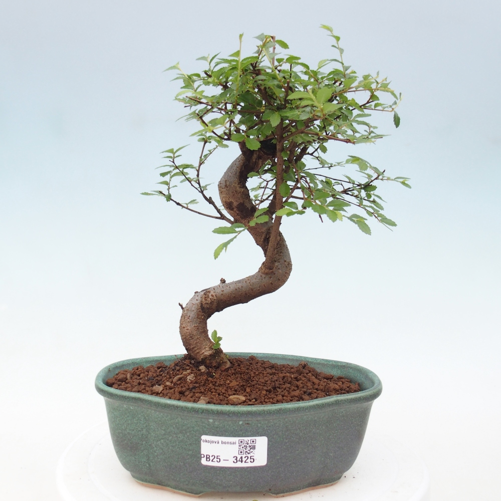 Camera bonsai - Ulmus parvifolia - Olmo a foglie piccole