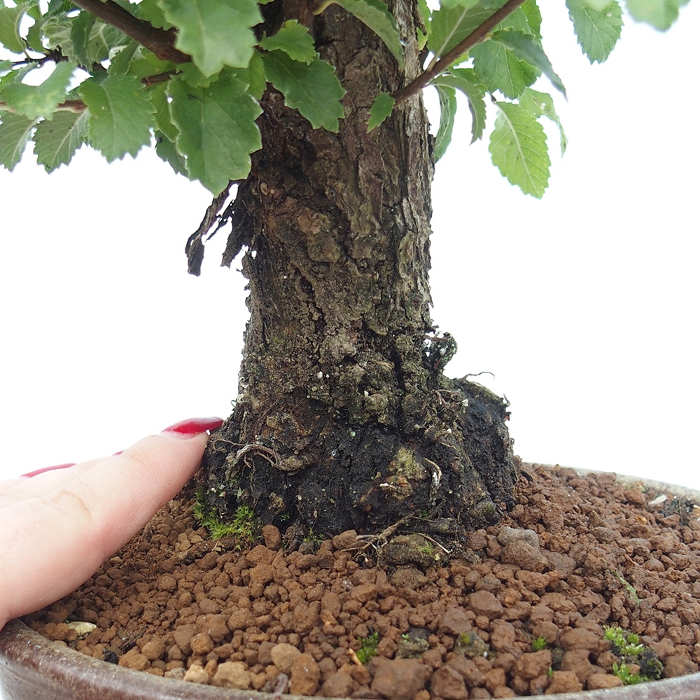 Bonsai da esterno - Zelkova - Zelkova NIRE