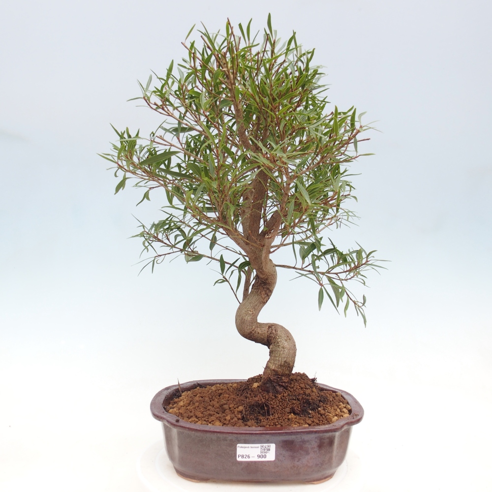 Camera bonsai - Ficus nerifolia - ficus a foglie piccole