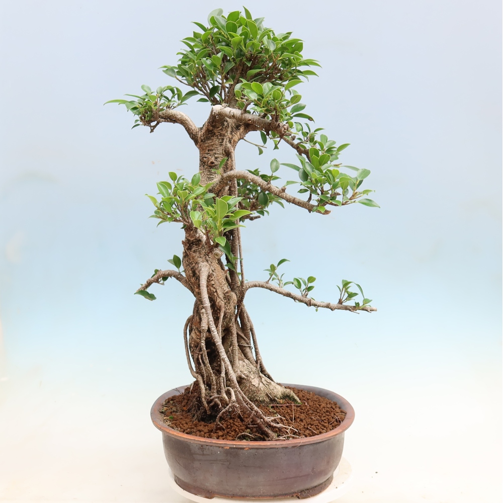 Camera bonsai - Ficus kimmen - ficus a foglie piccole