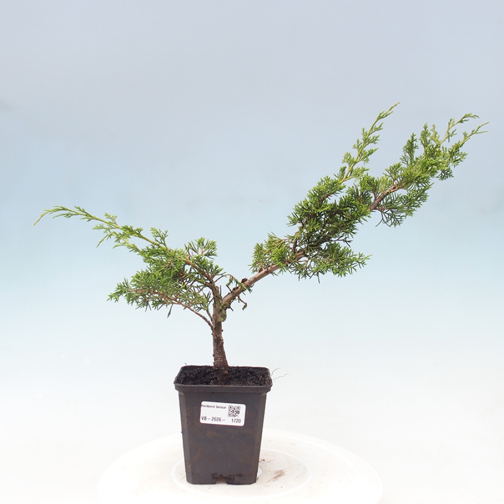 Bonsai da esterno - Juniperus chinensis Itoigawa