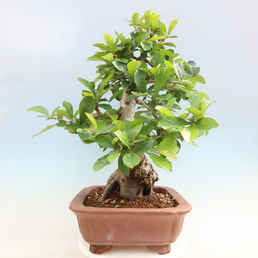 Bonsai da esterno - Photinia villosa