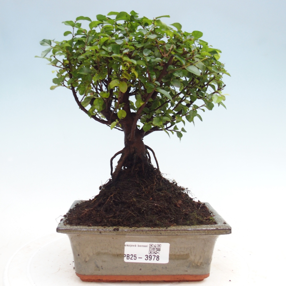 Camera bonsai - Sageretia thea - Sageretia thea