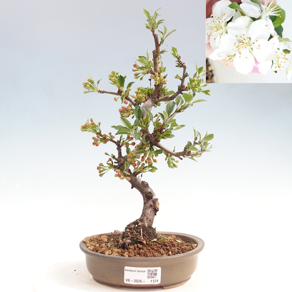 Bonsai da esterno - Malus sargentii - Melo a frutto piccolo