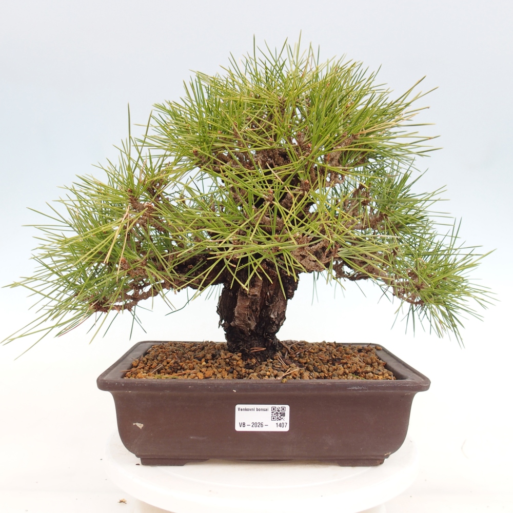 Bonsai da esterno - Pinus thunbergii - Pino di Thunberg