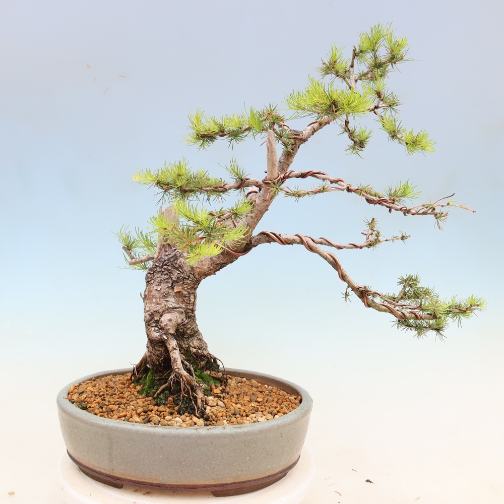 Bonsai da esterno -Larix decidua - Larice