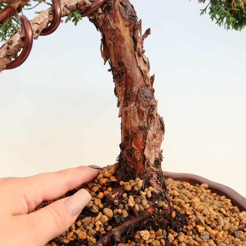 Bonsai da esterno - Juniperus chinensis Kishu