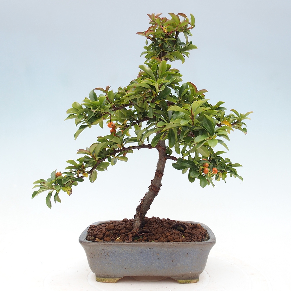 Bonsai da esterno-Pyracantha Teton -Hlox
