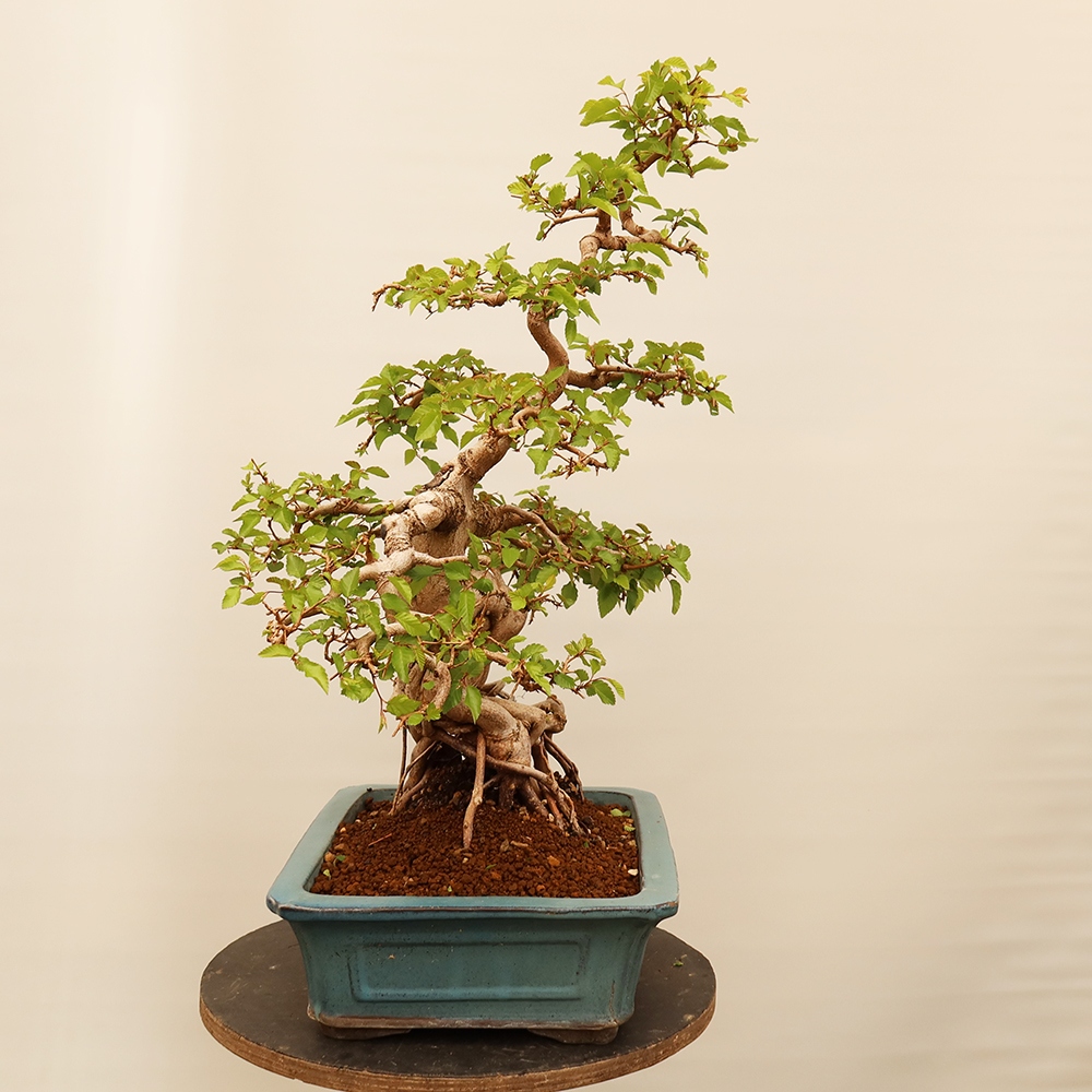Bonsai da esterno -Carpinus Coreana - Carpino coreano