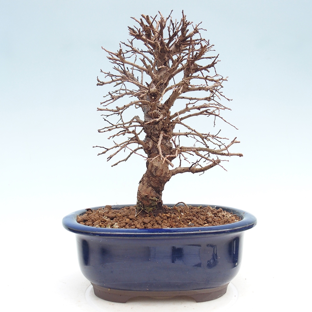 Bonsai da esterno - Zelkova - Zelkova NIRE