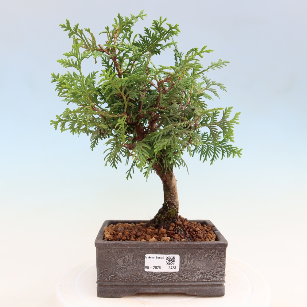 Bonsai da esterno - Thuja occidentalis - tuia