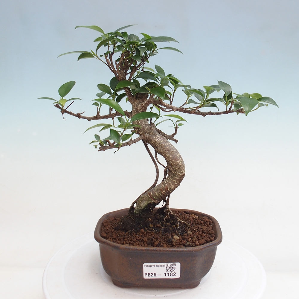 Camera bonsai - Ficus retusa - ficus a foglie piccole