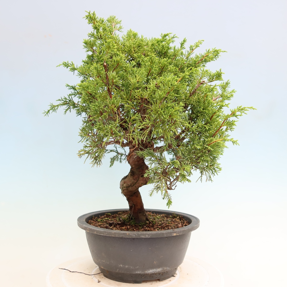 Bonsai da esterno - Juniperus chinensis Itoigawa-Juniperus chinensis