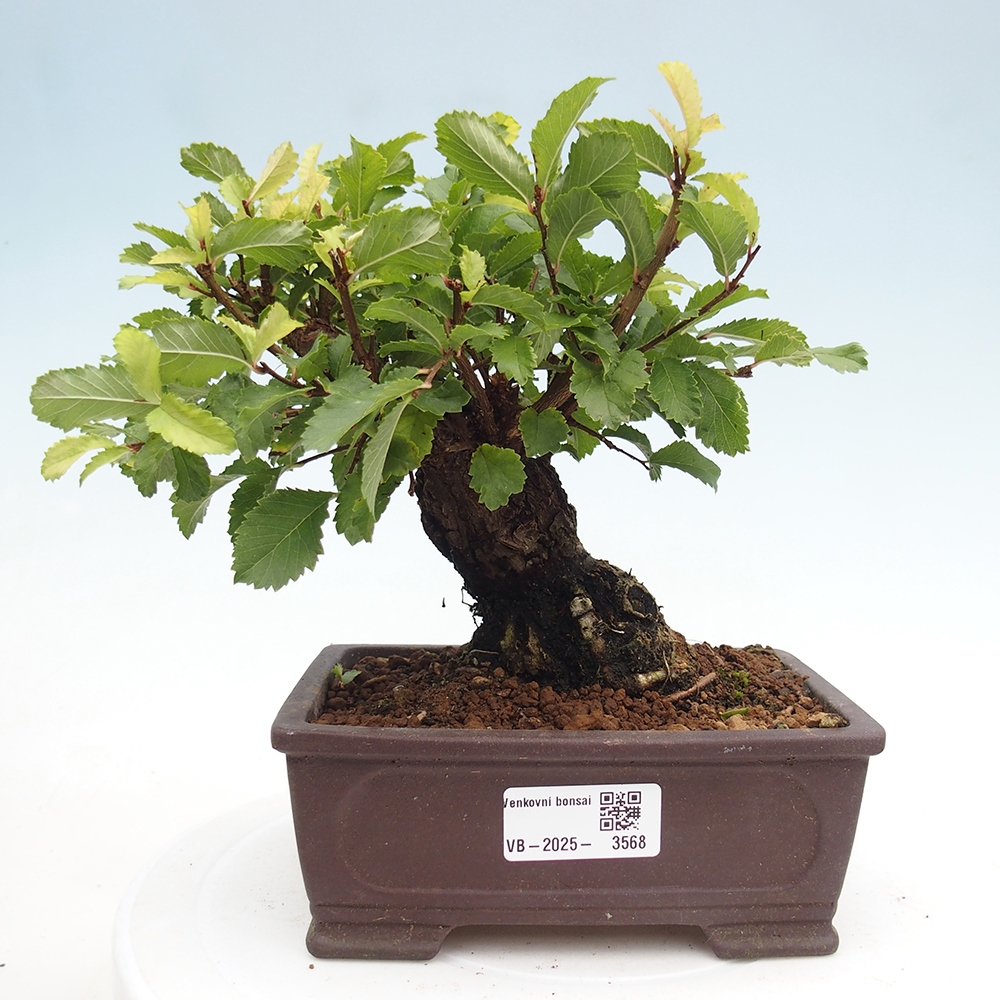 Bonsai da esterno - Zelkova - Zelkova NIRE