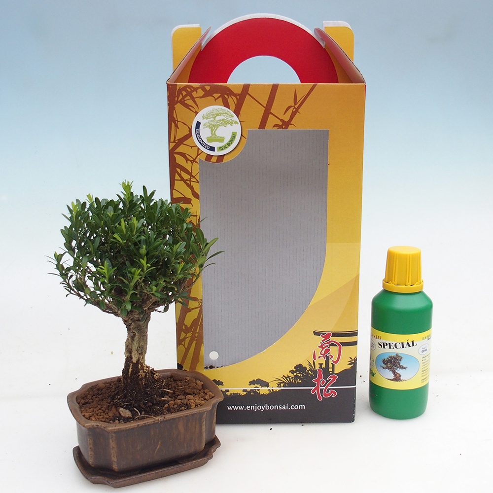 Bonsai da camera in confezione regalo Buxus harlandii - buxus da sughero
