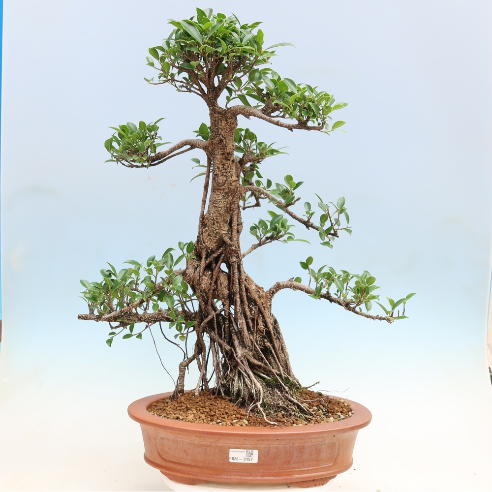 Camera bonsai - Ficus kimmen - ficus a foglie piccole