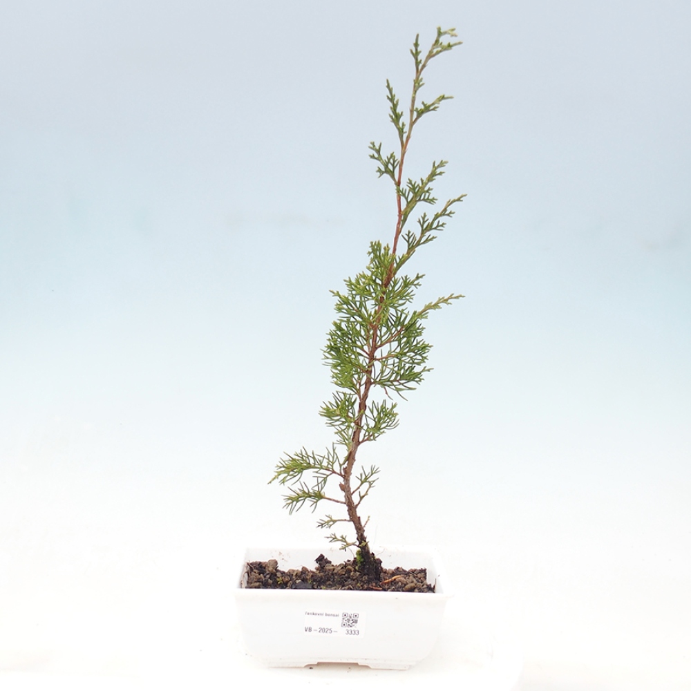 Bonsai da esterno - Juniperus chinensis Itoigawa