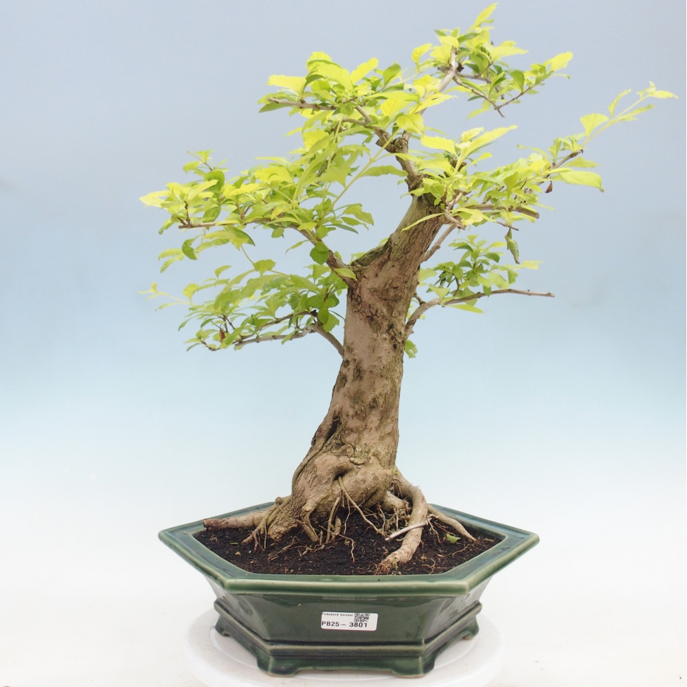 Camera bonsai - Duranta erecta Aurea