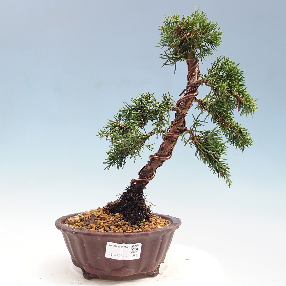 Bonsai da esterno - Juniperus chinensis Kishu