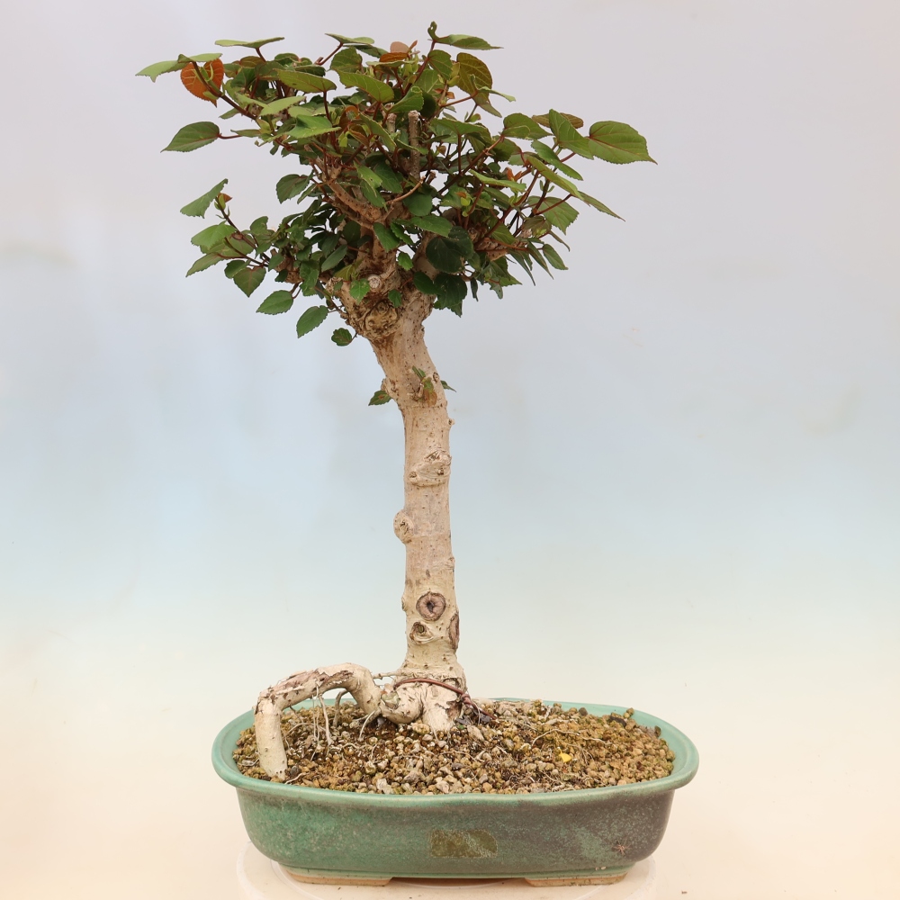 Bonsai da interno - Hibiscus tiliaceus - Ibisco marino